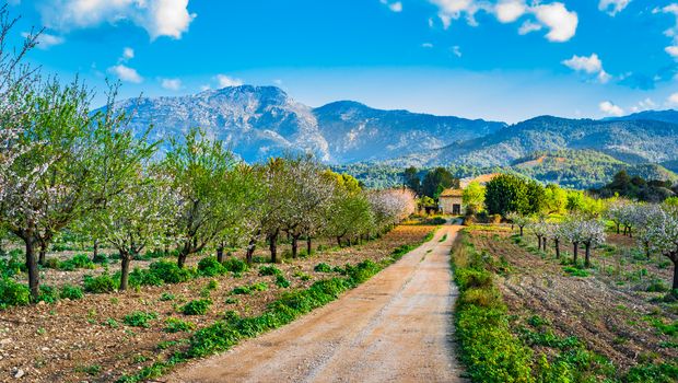 Frühlingslandschaft auf Mallorca