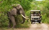 Auf Safari