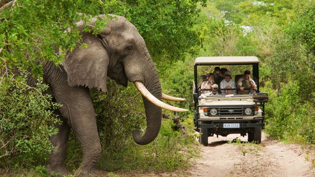 Auf Safari