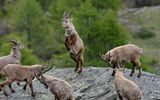 Aostatal Tiere