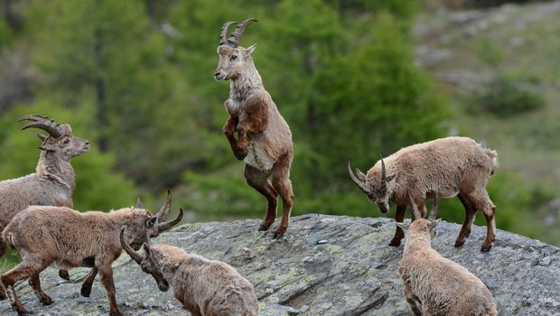 Aostatal Tiere