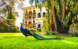 Pfau auf der Isola Madre