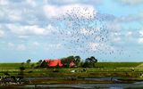Texel