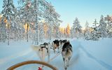 Lappland, Schlittenhunde