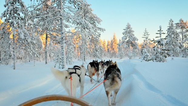 Lappland, Schlittenhunde