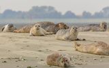 Robben auf einer Sandbank im Oosterschelde Nationalpark