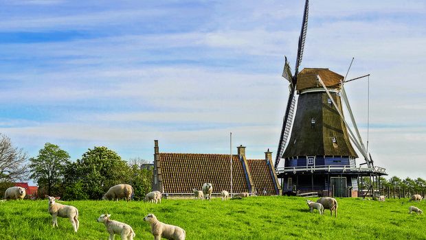 Windmühlen und Deich in Medemblik