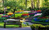 blühende Tulpen im botanischen Garten Keukenhof