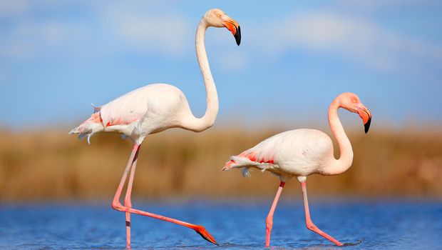 Flamingos in der Camargue