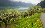 Hardanger Baumblüte