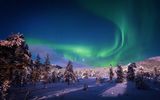 Aurora über winterlichem Wald
