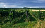 Weingärten im Weinviertel