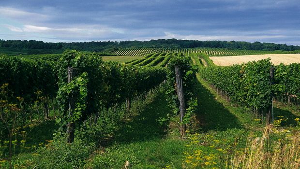 Weingärten im Weinviertel