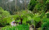 Wälder von Madeira