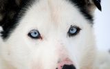 Husky
