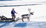 Sami-Erlebnis, Rentierfarm