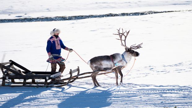 Sami-Erlebnis, Rentierfarm