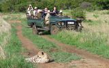 Safari