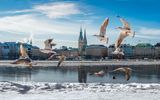 Hamburg Alster im Schnee / Winter mit Möwen und blauem Himmel 