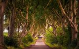 Dark Hedges