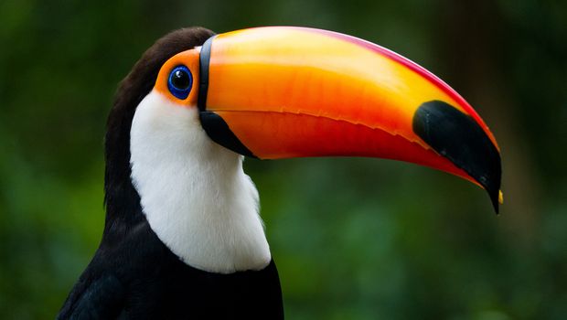 Tucan im Iguazu Nationalpark
