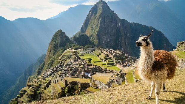Lama und Machu Picchu