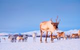 Rentiere in Winterlandschaft