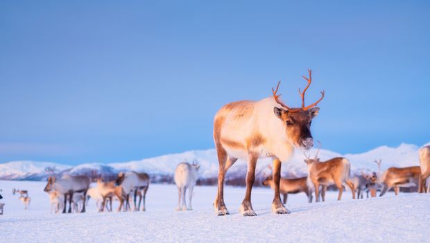 Rentiere in Winterlandschaft