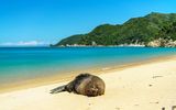 Robbe im Abel Tasman NP