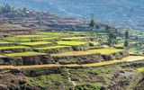 Reisfelder zwischen Antsirabe und Antananarivo