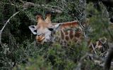 Giraffe im Gebüsch