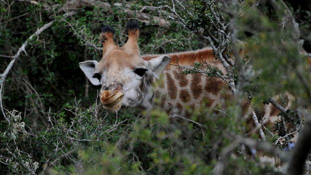 Giraffe im Gebüsch
