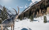 Holzsteinbock im Südtiroler Winter