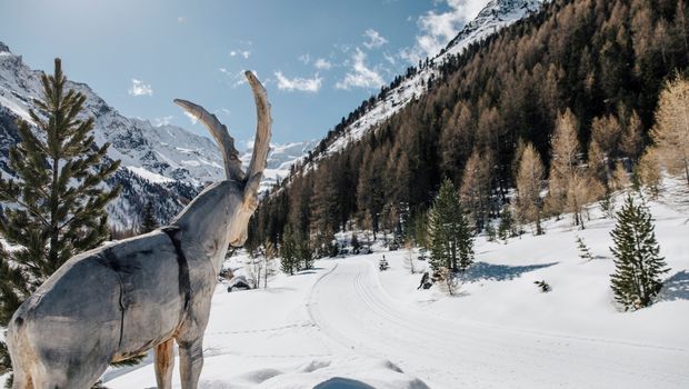 Holzsteinbock im Südtiroler Winter