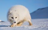 Polarfuchs auf Spitzbergen - Asgeir Helgestad, Artic Light AS, visitnorway.com