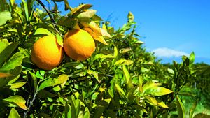 Zitronenhain und im Hintergrund der Etna