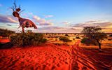 Nest von Webervögeln in der Kalahari Wüste
