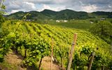 Prosecco Weinberge, Valdobbiadene Treviso