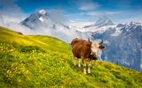 Rind auf der Alm