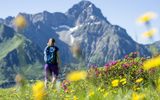 Alpenrosen beim Wandern auf dem Widderstein