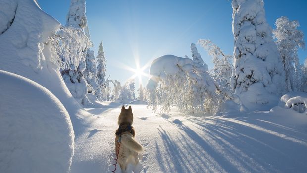 Sibirischer Husky in einem verschneiten Wald