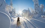 Sibirischer Husky in einem verschneiten Wald