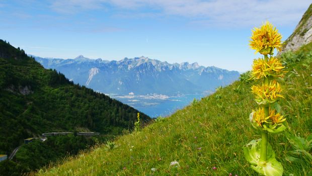 Montreaux, Claire Falconer