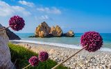 Zypern, Aphrodite-Felsen und Blumen