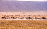Gnus in Ngorongoro