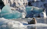 Bewohner auf Spitzbergen