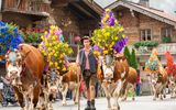 Almabtrieb in der Region Hohe Salve
