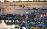 Zebraherde im Etosha Nationalpark