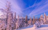 Schneebedeckter Wald und Berge bei Frost