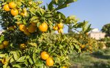 Orangen